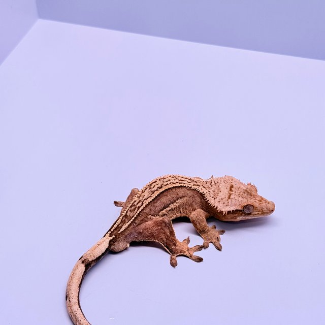 크림시클 100%헷아잔틱