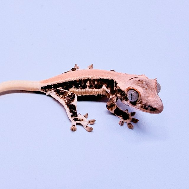 크림 릴리화이트