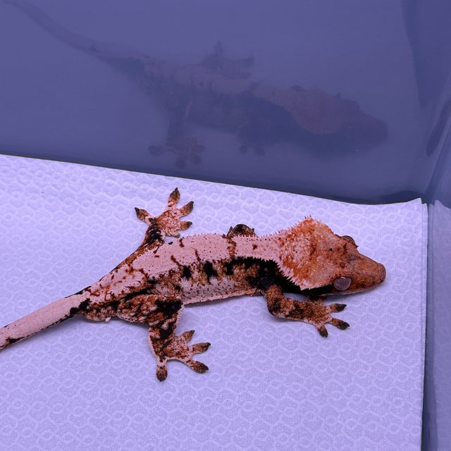 익스트림할리퀸