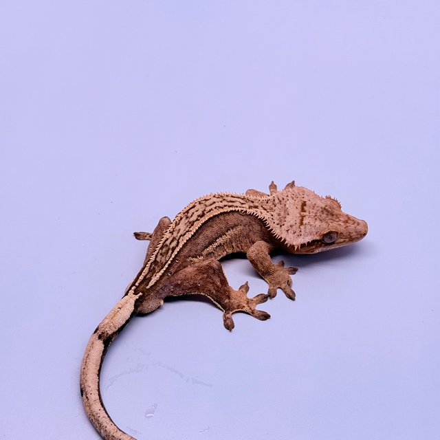 크림시클 100%헷아잔틱