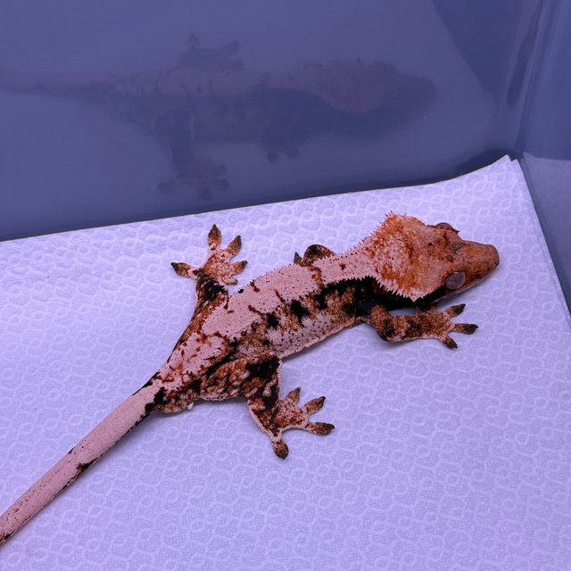 익스트림할리퀸