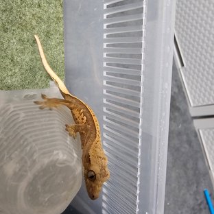 노멀 트라이 화이트스팟 화이트포트홀 화이트핀