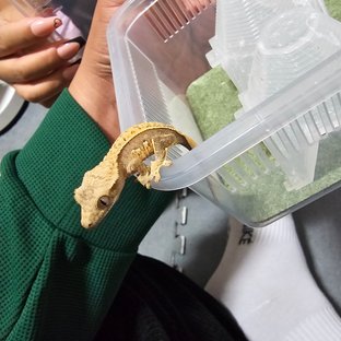 노멀 드리피 화이트스팟 화이트포트홀 화이트핀