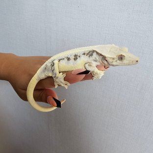 릴리화이트 솔리드백