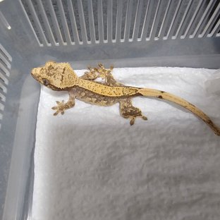 노멀 트라이 화이트포트홀 화이트스팟 화이트핀