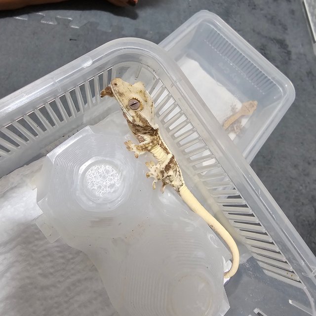 릴리화이트 솔리드백 화이트포트홀 화이트핀 화이트스팟