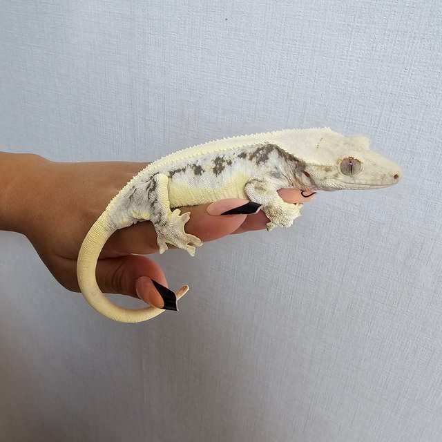 릴리화이트 솔리드백