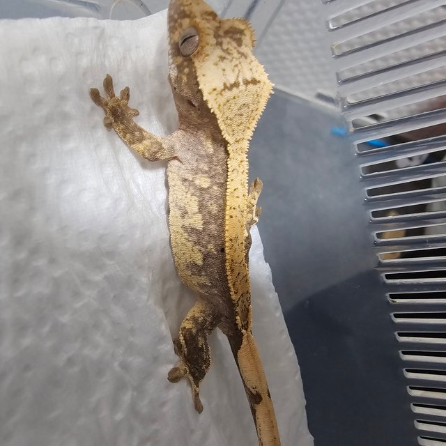 노멀 트라이 화이트포트홀 화이트스팟 화이트핀