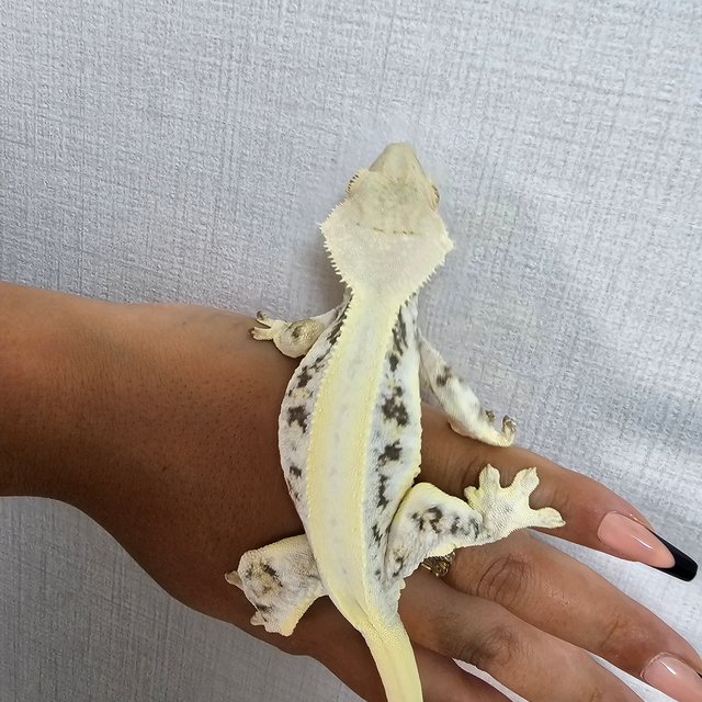 릴리화이트 솔리드백