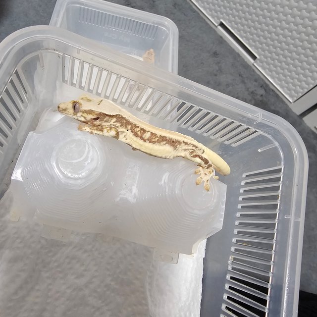 릴리화이트 솔리드백 화이트포트홀 화이트핀 화이트스팟