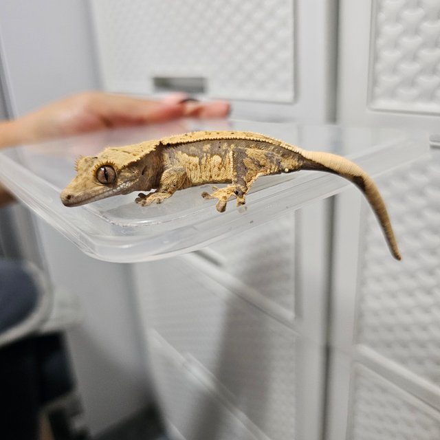 노멀 드리피 화이트스팟 화이트포트홀 화이트핀