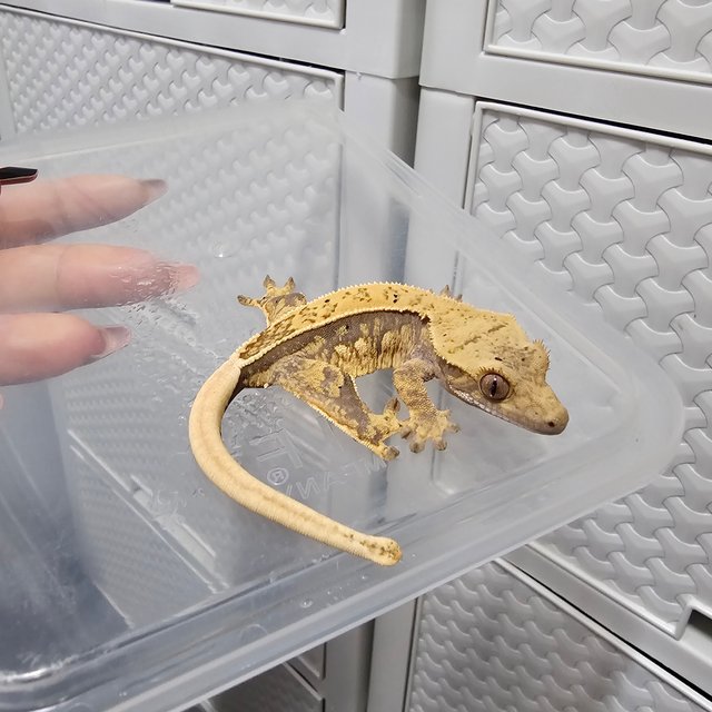 노멀 드리피 화이트스팟 화이트포트홀 화이트핀