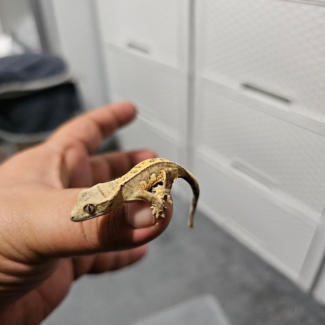 노멀 드리피 화이트스팟 화이트포트홀 화이트핀