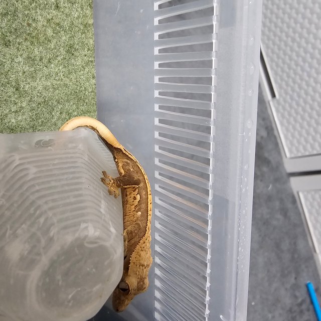 노멀 트라이 화이트스팟 화이트포트홀 화이트핀