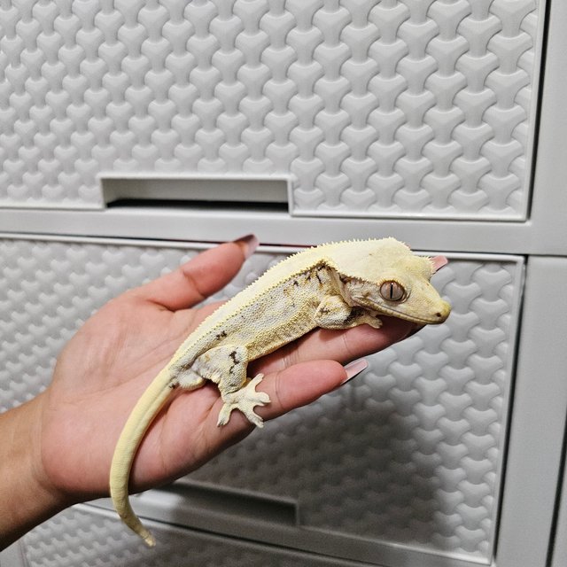 릴리화이트 솔리드백