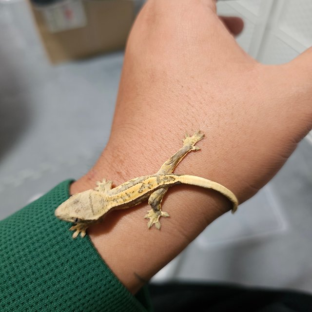 노멀 드리피 화이트스팟 화이트포트홀 화이트핀