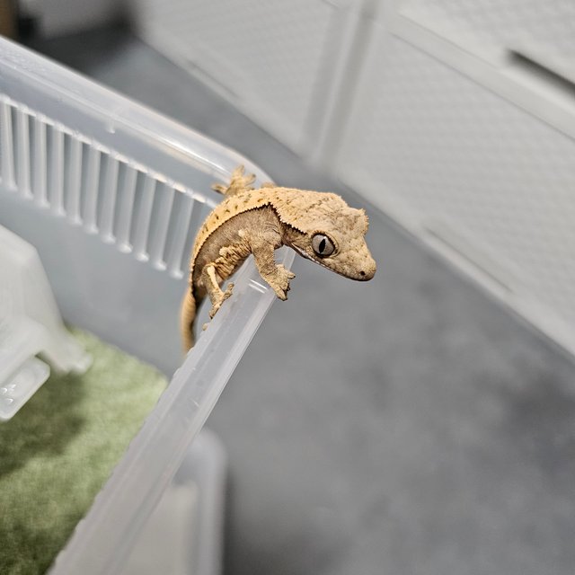 노멀 트라이 화이트스팟 화이트포트홀 화이트핀