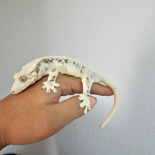 릴리화이트 솔리드백