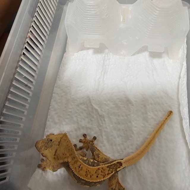 노멀 드리피 화이트스팟 화이트포트홀 화이트핀