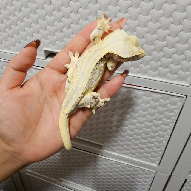 릴리화이트 솔리드백