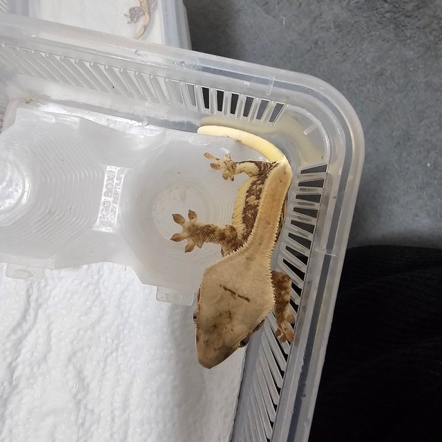 릴리화이트 솔리드백 화이트포트홀 화이트핀 화이트스팟