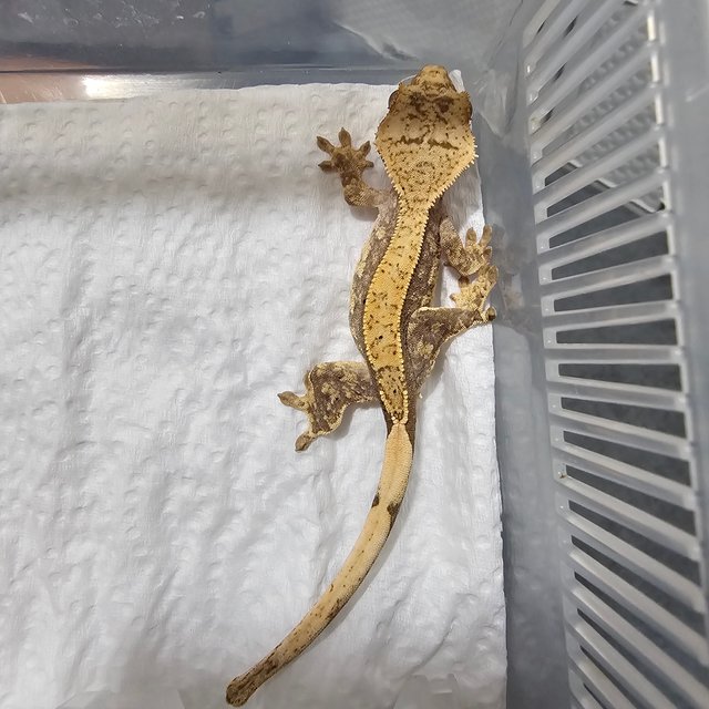 노멀 트라이 화이트포트홀 화이트스팟 화이트핀