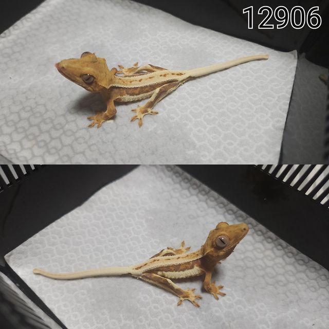 릴리100%헷아잔틱