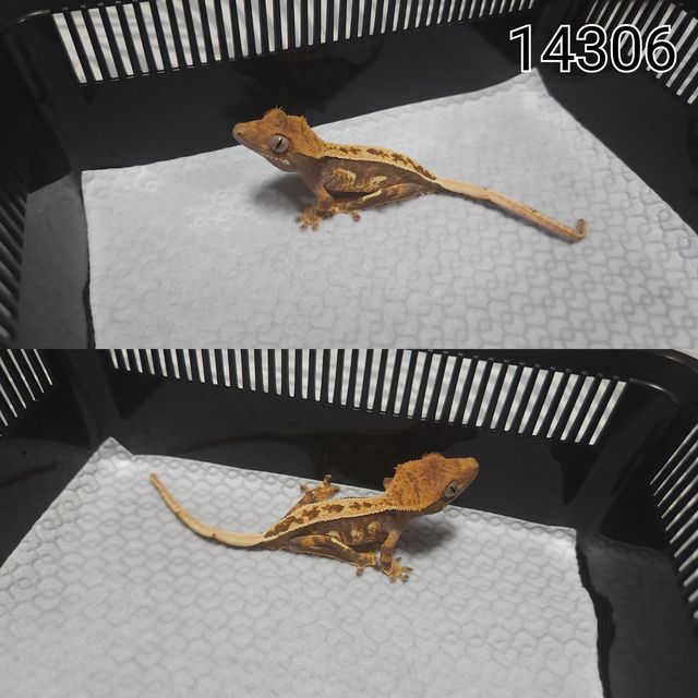 100%헷아잔틱