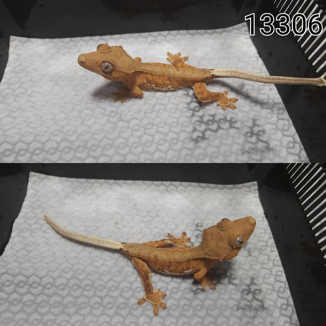 릴리100%헷아잔틱