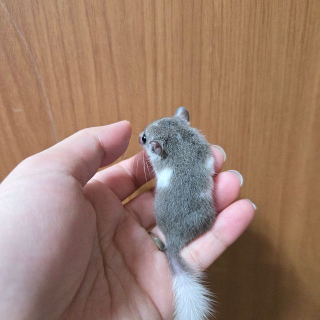 블랙 버크셔