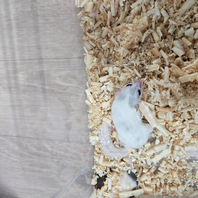 달마시안
