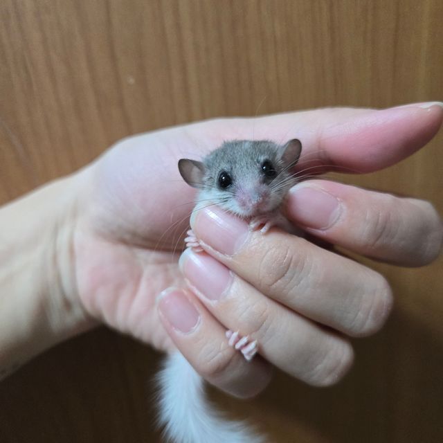 블랙 버크셔