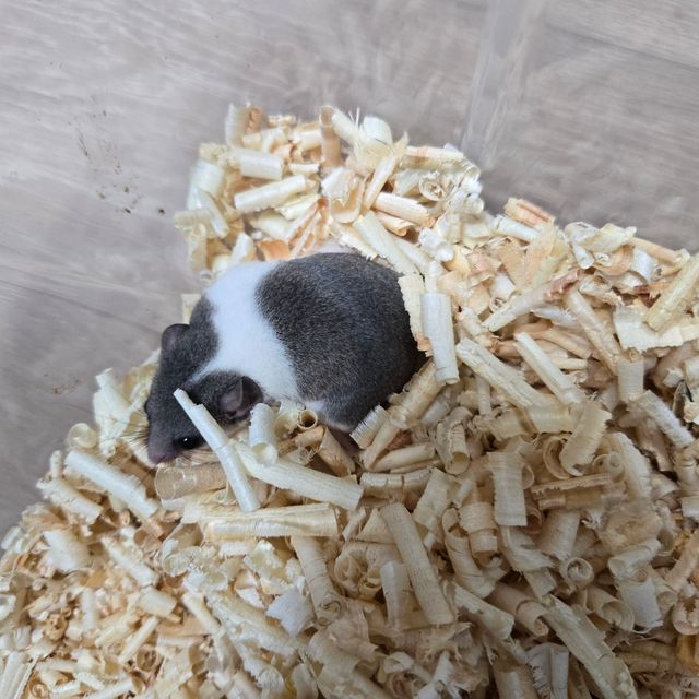 파이드