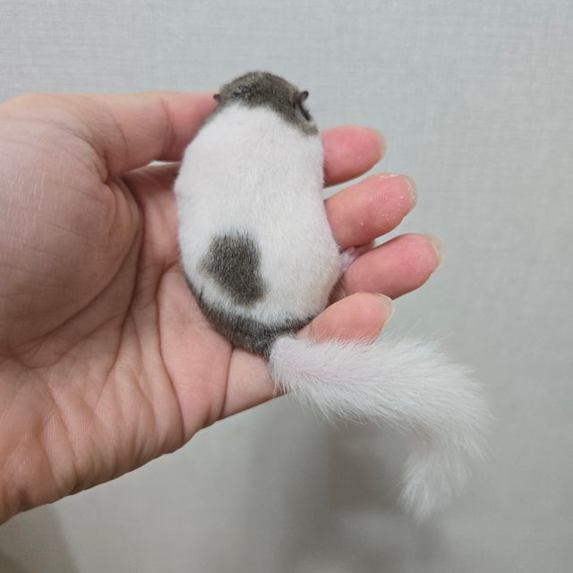 오레오