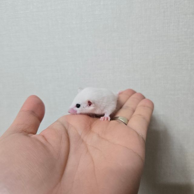 루시스틱