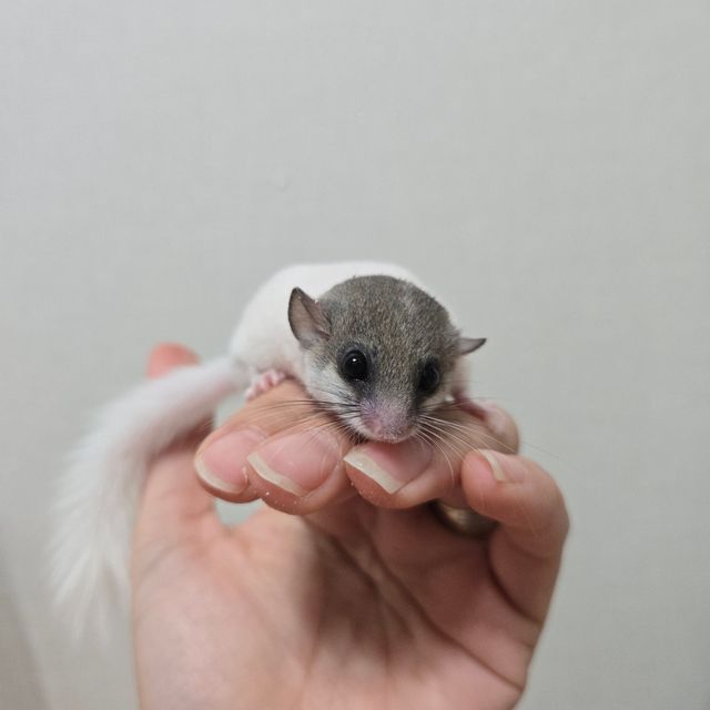 오레오