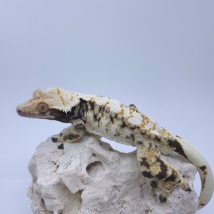 노멀 화이트스팟 트라이