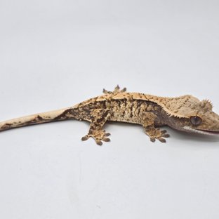 노멀 트라이 화이트스팟