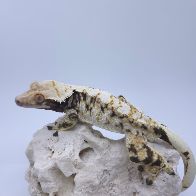 노멀 화이트스팟 트라이