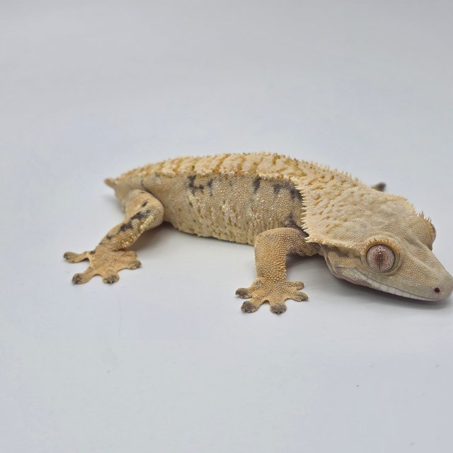 노멀 트라이 화이트스팟