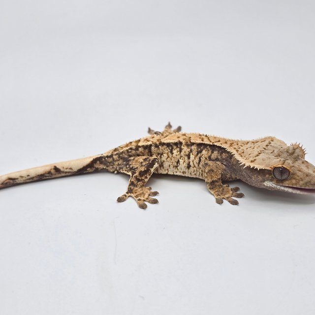 노멀 트라이 화이트스팟