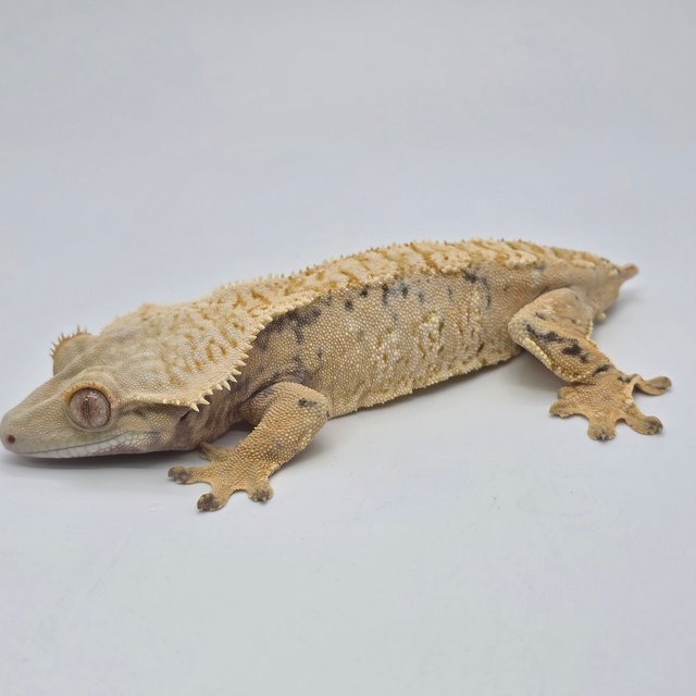 노멀 트라이 화이트스팟