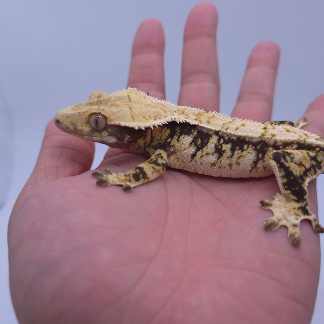 노멀 트라이 화이트스팟