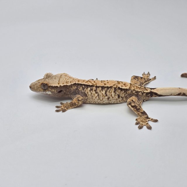 노멀 트라이 화이트스팟