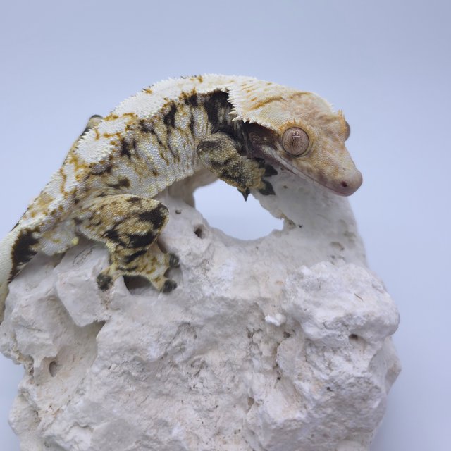 노멀 화이트스팟 트라이