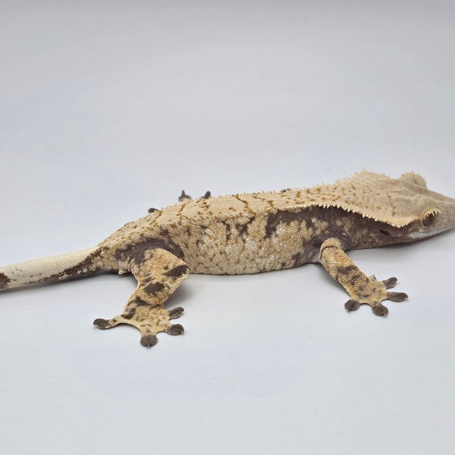 노멀 트라이 화이트스팟