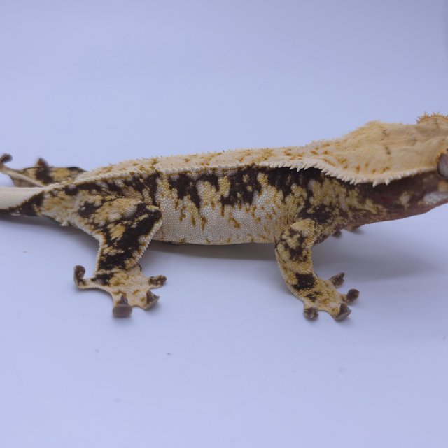 노멀 트라이 화이트스팟