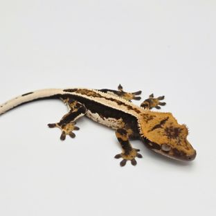 슈퍼스트라이프 엠티백