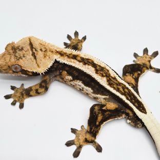 슈퍼스트라이프 엠티백