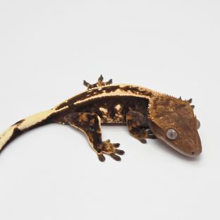 슈퍼스트라이프 엠티백